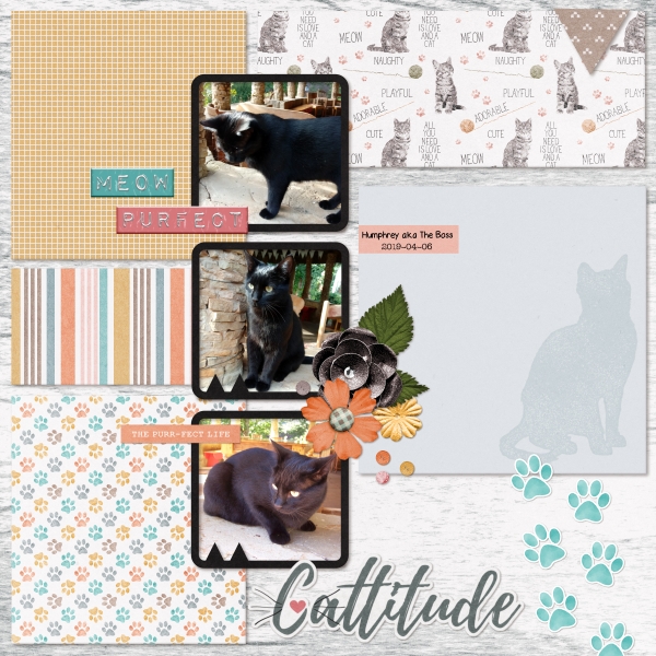 2019-04-06_Cattitude