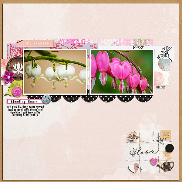 2019-04-29-Bleeding-Heart-600