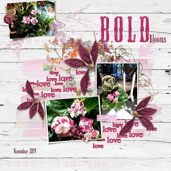 2019-African-Violet-Ch-Template-Feb