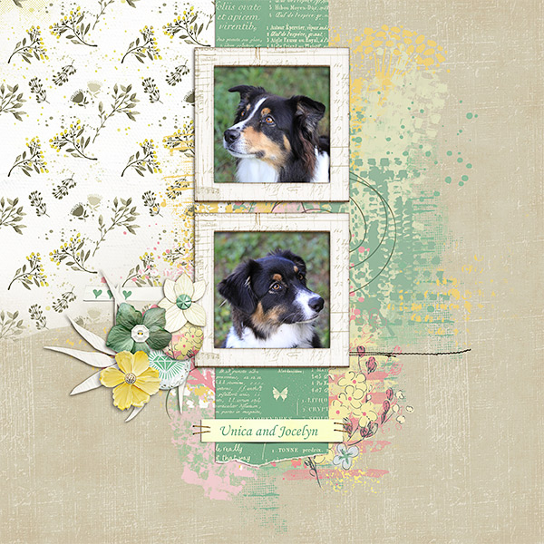 2019_02_lgrieveson_dogs