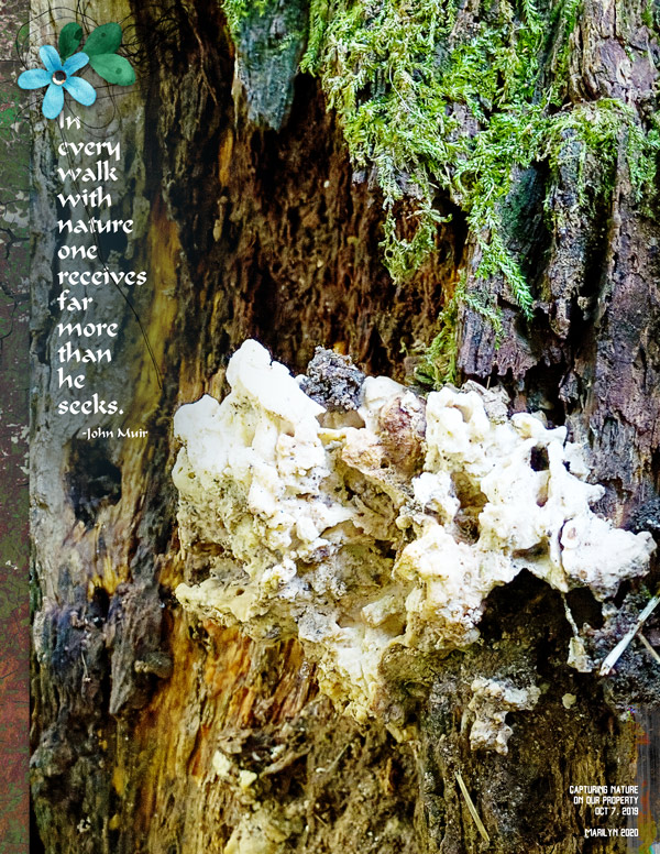 2020-02_February-TLP_AJ03_Tree-Bark_Lichen_web