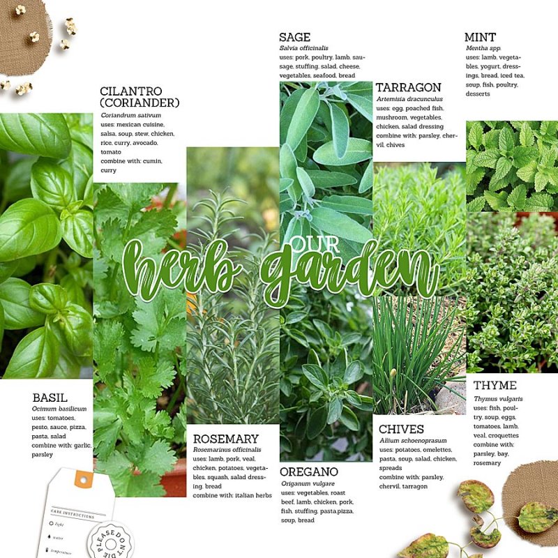 2020.03.14-our-herb-garden