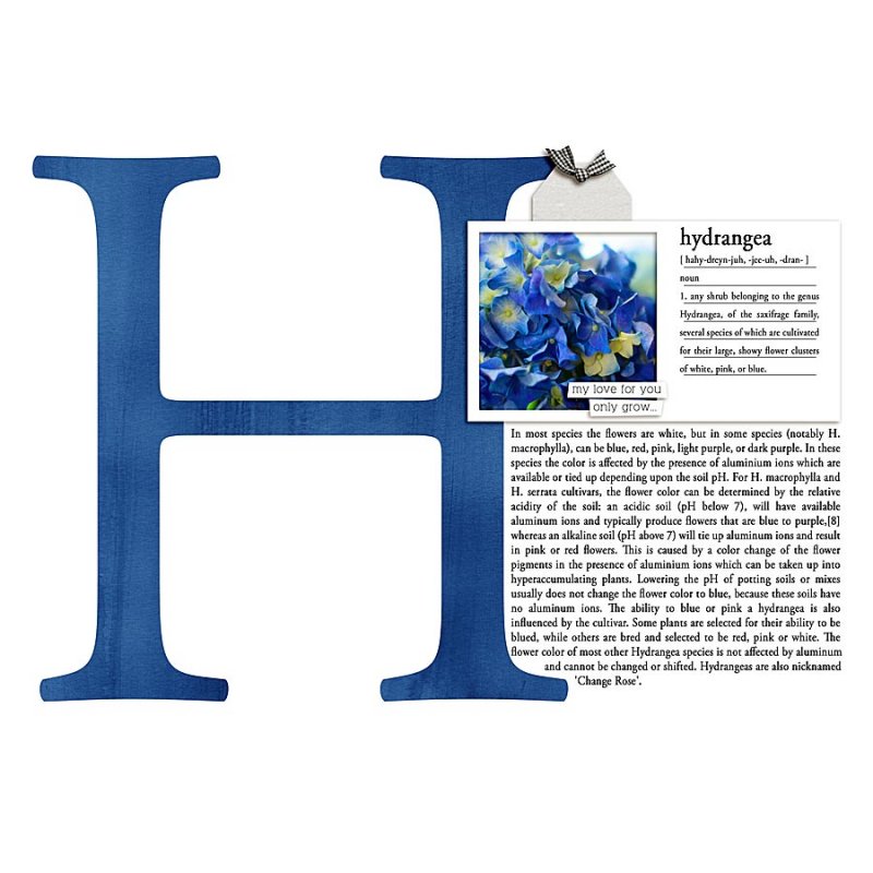 2020.03.25-Hydrangea