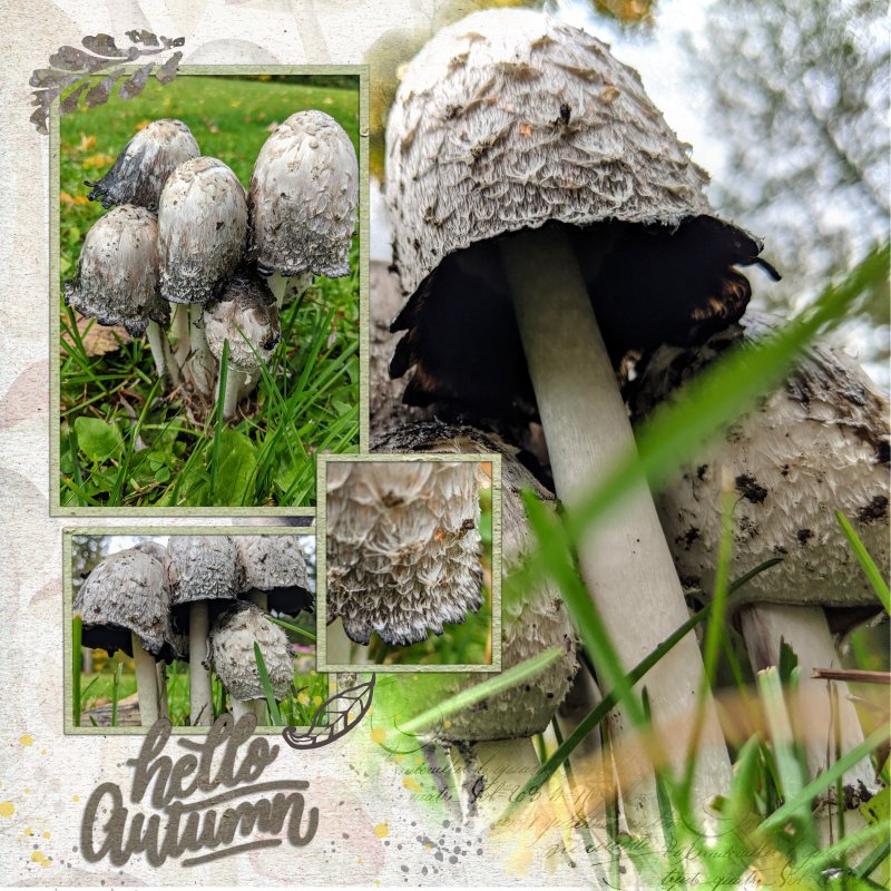2020.10 Mushrooms