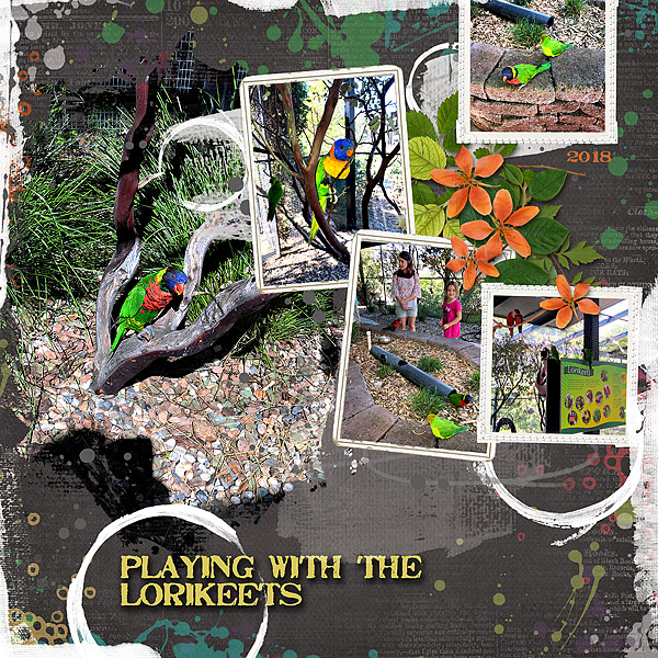 2020-MOC-day-21-Botanical-2018-Spring-Break-Lorikeets-p2