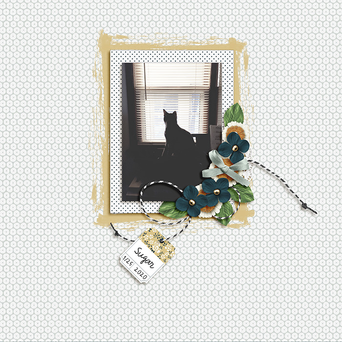 2020-sugar-kitty-cat-silhouette