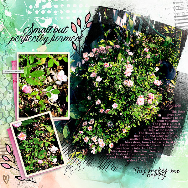 2020-Tiny-Miniature-roses