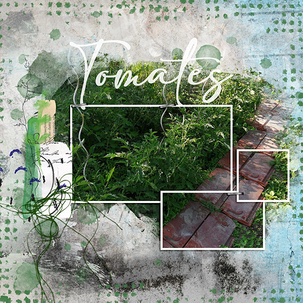 20200531-Tomates