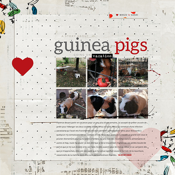 20200724-Guinea Pigs