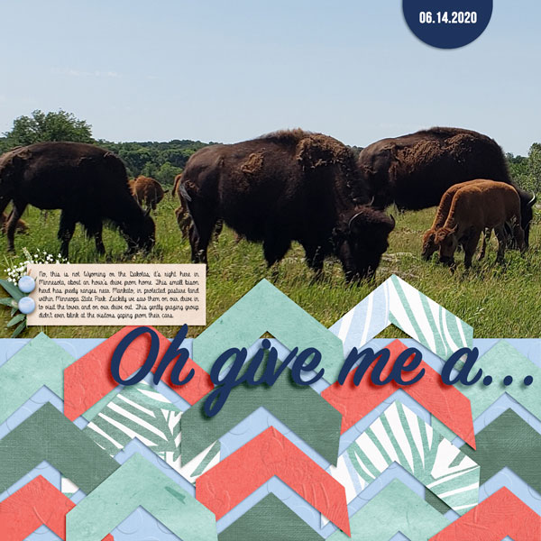 2020_jul_Buffalo_Roam