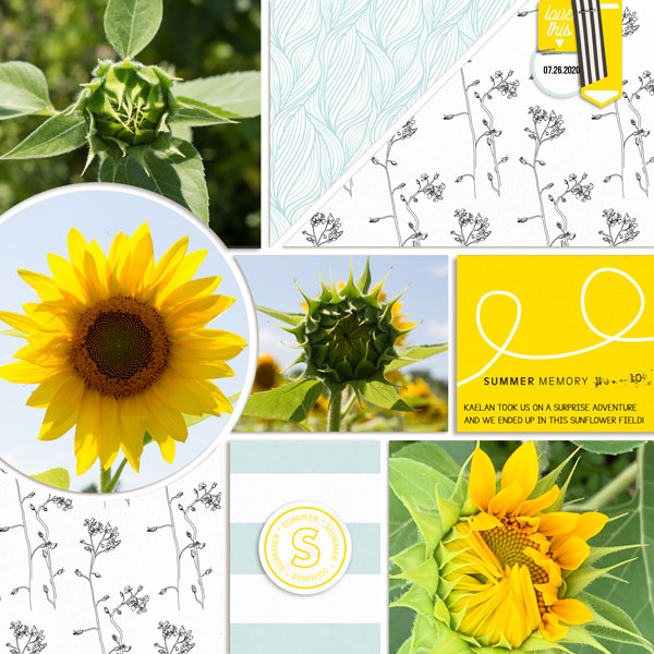2020_jul_Sunflower_Stages