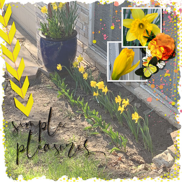 2020_May_Daffodils