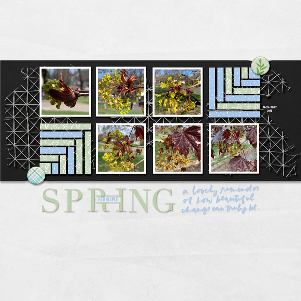 2020_May_RedMaple