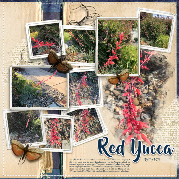 2021-Red-Yucca-Blooms