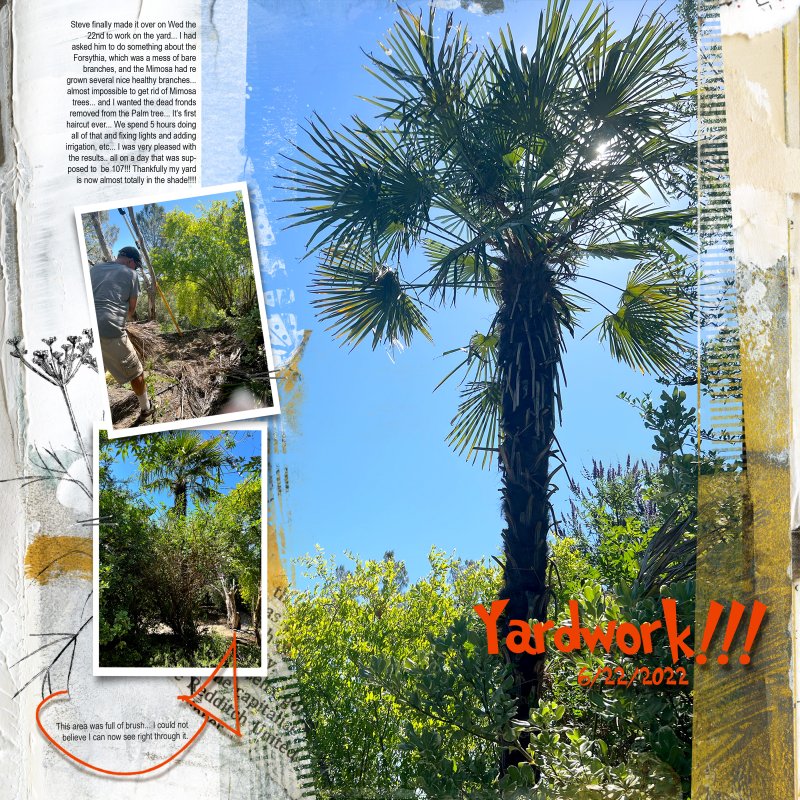 2022 Palm Tree After Brush Clearing Day