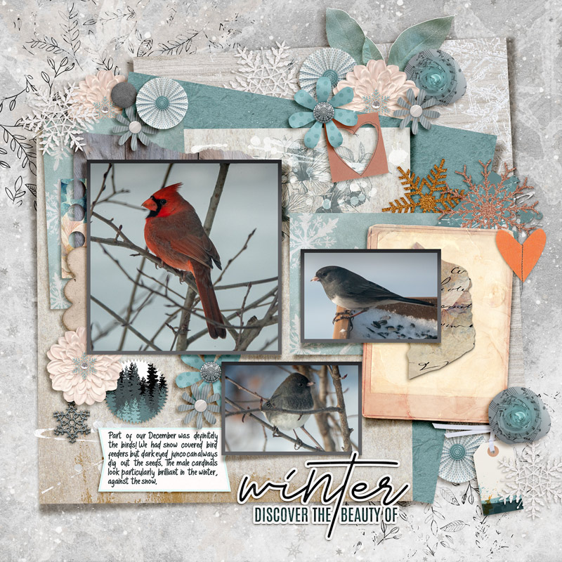 20221207-02 winter birds