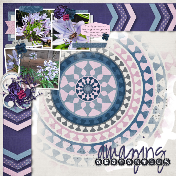 2023-01-03_AmazingAgapanthus