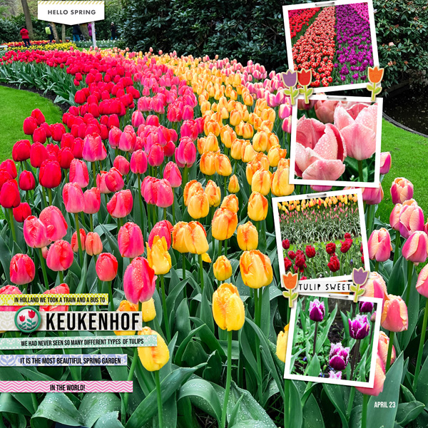 2023-4-28-tulips-_600web