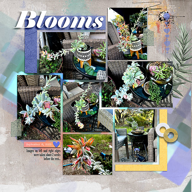 2023-Succulent-from-Chico-Blooming-ch-5-LP