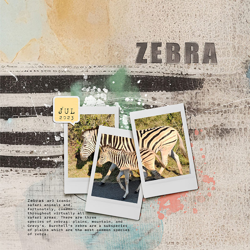 2023-Zebra