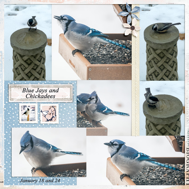2024-Birds02-lgrieveson_lotsofpkts-collaged-9