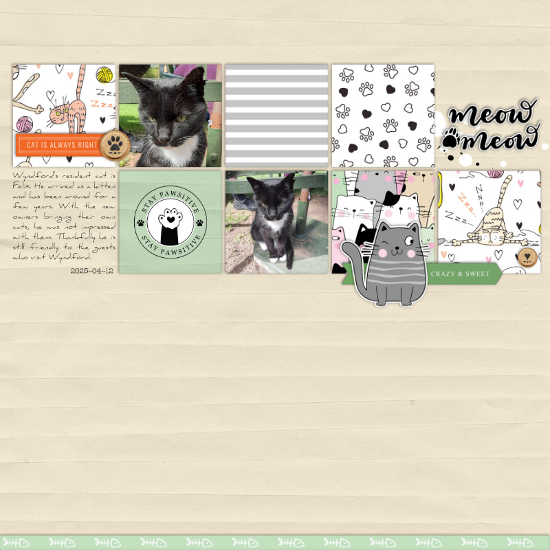 2025-04-12_MeowMeow