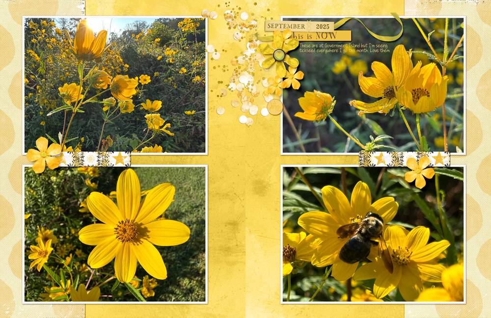 2025-09-14-lgrieveson-yellow-tickseed.jpg