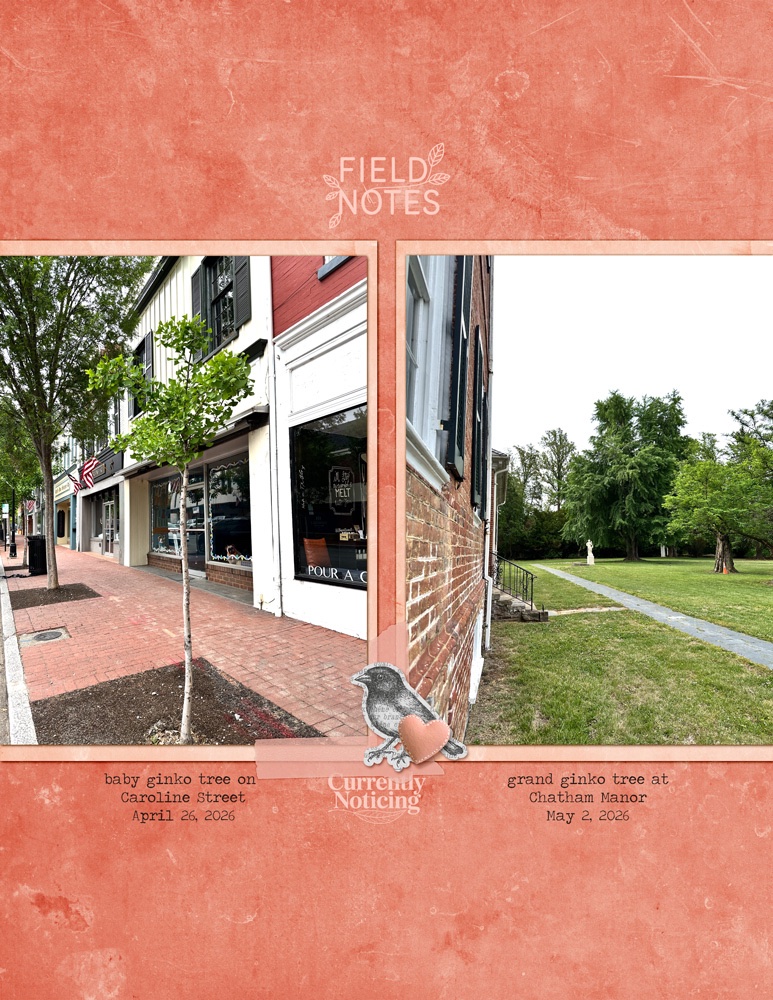 2026-05-02-insd-scrappers-choice-ginkgo-trees.jpg