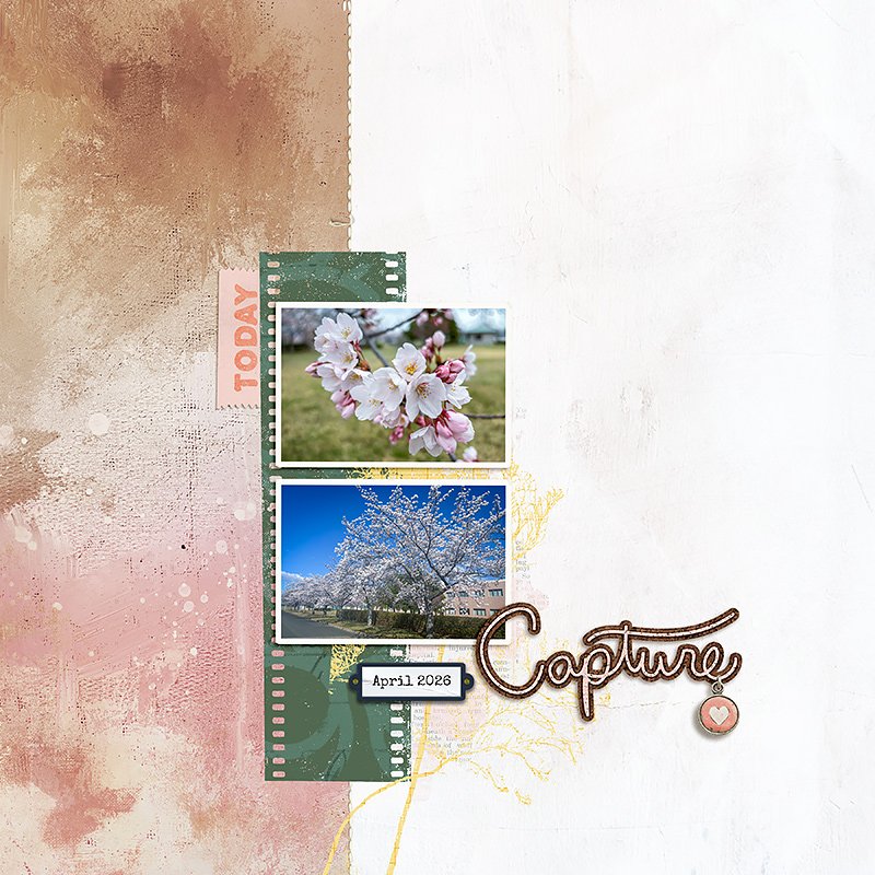 2026 Cherry Blossoms