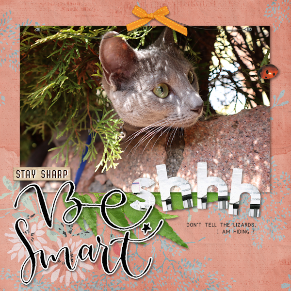 210310_cat Smart