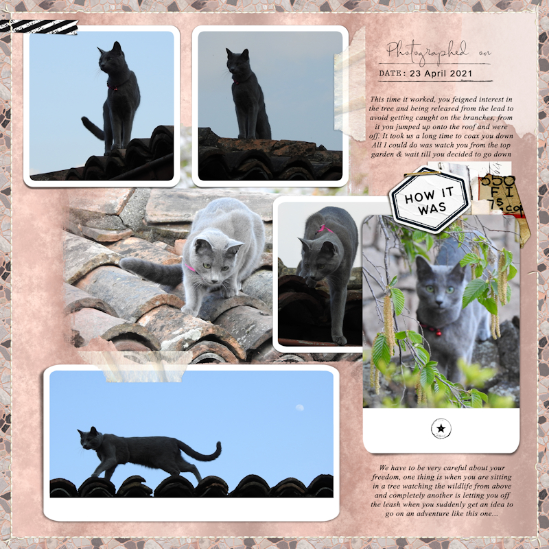 210423_roof Cat