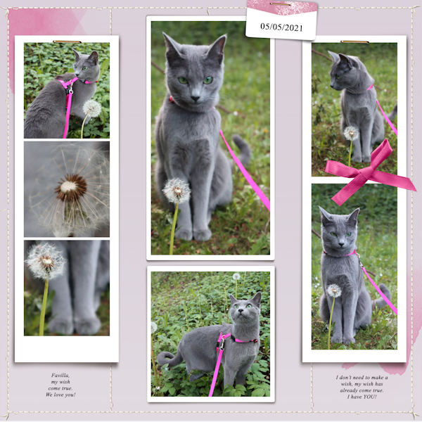 210505_cat Wish