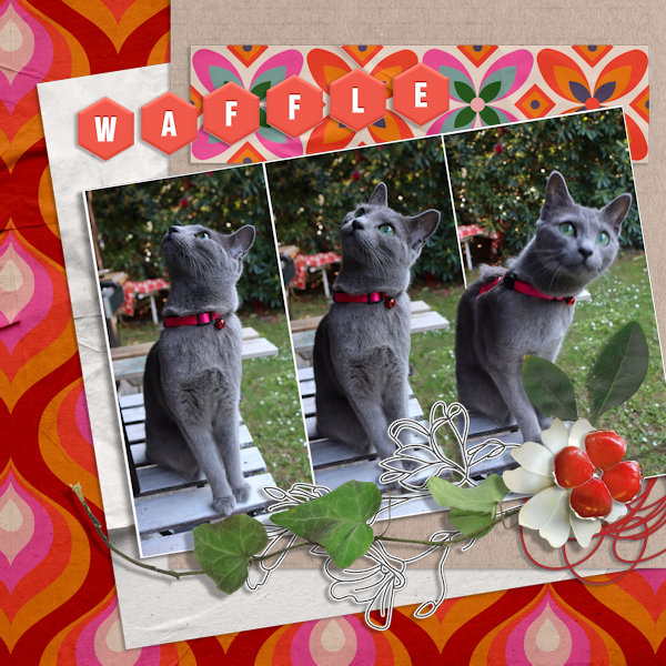 210505_cat