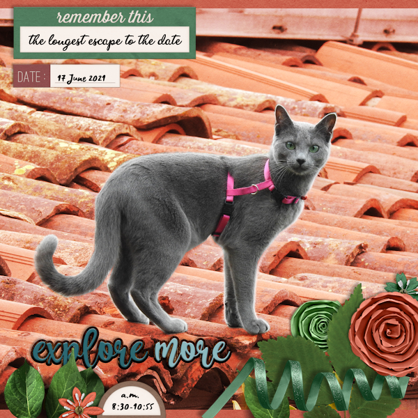 210617_cat Escape