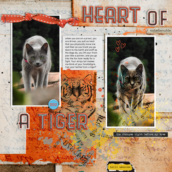 210617_tiger Cat