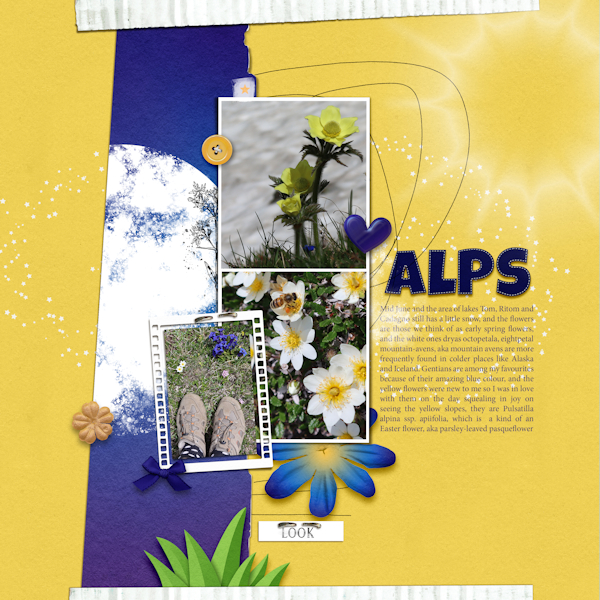 210619_alpine Flora