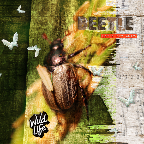 210708_beetle