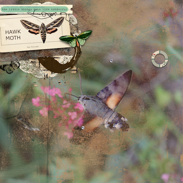 210709_Hawk Moth
