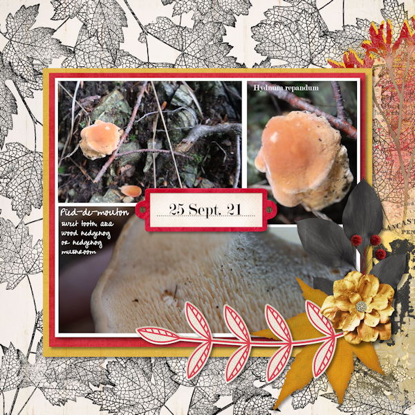 210925_mushroom1