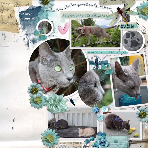 211002_cat Busy
