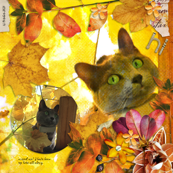 211015_cat Peek