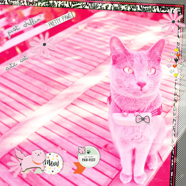 211109_cat Pawfect