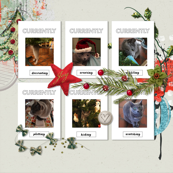 211202_cat Currently