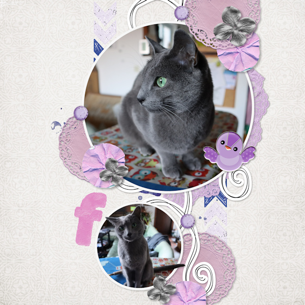 220213_f Cat