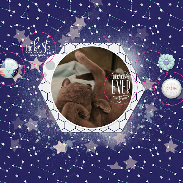 220222_cat Dream