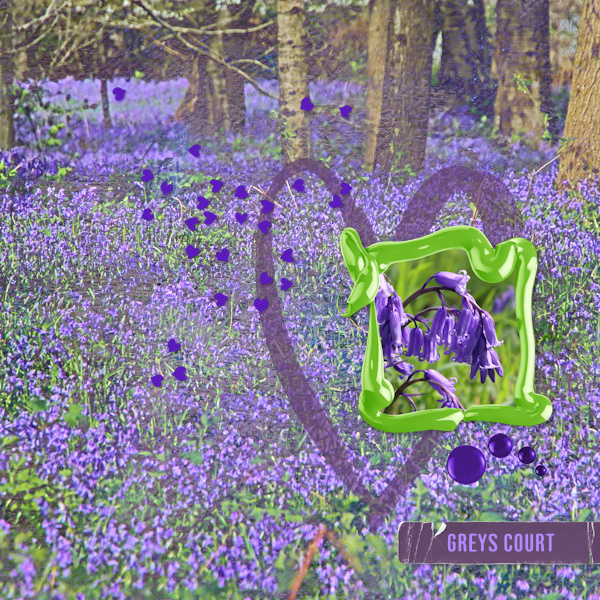 220417_bluebells