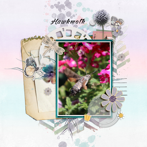 220711_hawkmoth