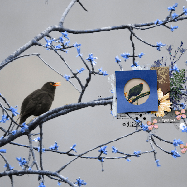 230331_blackbird