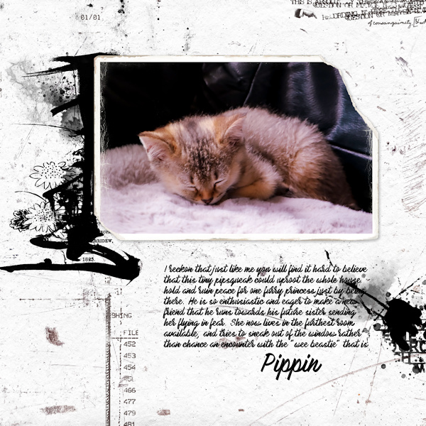 230411_Pippin