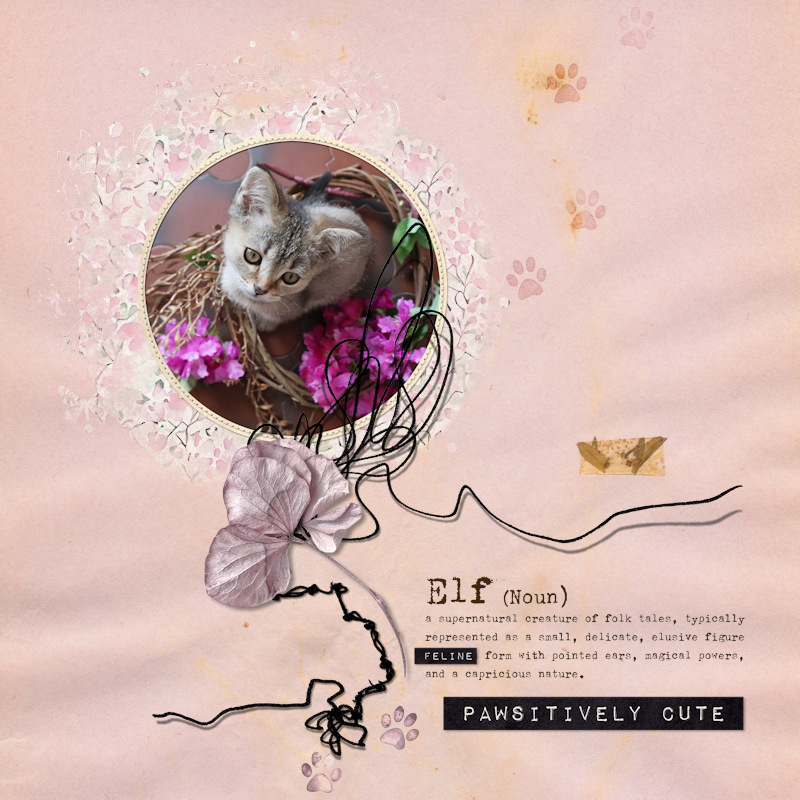 230417_cat Pip